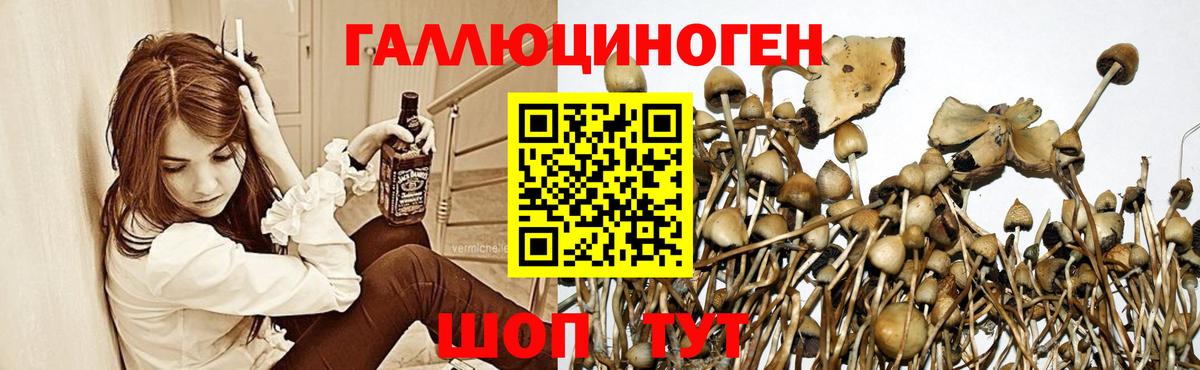 Псилоцибиновые грибы Psilocybe Малоярославец